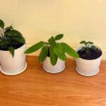 Pothos, snake plant and other easy indoor plants in pots near a bright window