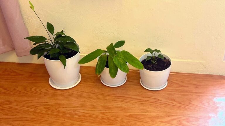 Pothos, snake plant and other easy indoor plants in pots near a bright window